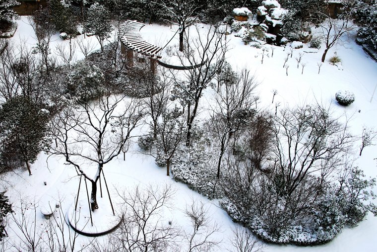 雪后花园 (1).JPG