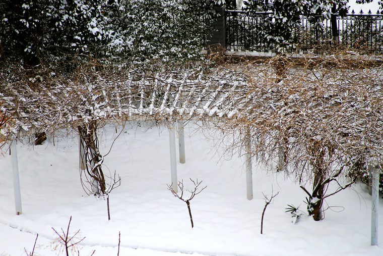 雪后花园 (2).JPG
